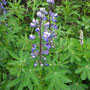 Lupinus arcticus (Artic Lupine)