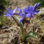 Scille à deux feuilles (Scilla bifolia)