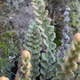 Cosentinia vellea