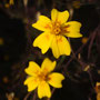 Tagetes lunulata (subendémique)