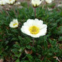 Dryas octopetala