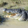 Crocodile marin