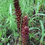 Boschniakia rossica (Broomrape)