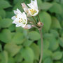 Allium canariense