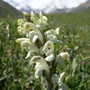 Pedicularis dolichorrhiza
