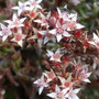 Sedum goldmanii (endémique)