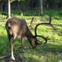Caribou