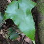 Asplenium hemionotis