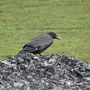 Grand corbeau