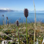 Allopecurus magellanicus