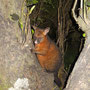 Possum
