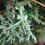 Cladonia furcata