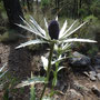 Eryngium proteiflorum (endémique)