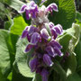 Phlomoides oreophila 