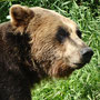 Ours brun