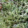 Cladonia furcata morpho. corymbosa