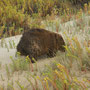 Wombat