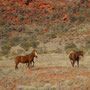 Chevaux sauvages