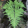 Oeosporangium pulchellum