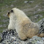 Marmotte des Rocheuses