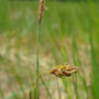 Laîche des bourbiers (Carex limosa)