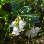 Airelle rouge (Vaccinium vitis-idaea)