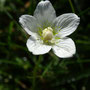 Parnassie des marais (Parnassia palustris)