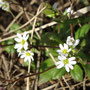 Drabe printanière (Draba verna)