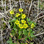 Ranunculus pygmaeus