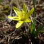Gagea liottardii