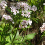 Valeriana tripteris