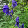 Aconitum delphinifolium (Monkshood)