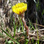 Tussilago farfara