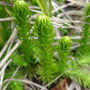 Lycopode inondé (Lycopodiella inundata)