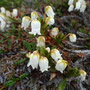 Cassiope tetragona