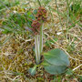 Saxifraga hieracifolia