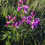 Hedysarum mackenzii (Wild Sweet Pea)