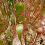Droséra à feuilles obovales (Drosera x obovata)