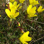 Saxifraga hirculus ssp. compacta