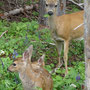 Wapiti femelle et faons 