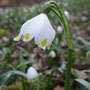 Nivéole de printemps (Leucojum vernum)