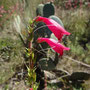 Penstemon roseus (endémique)