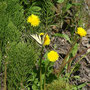Taraxacum sp. (Dandelion)