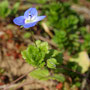 Véronique de Perse (Veronica persica)