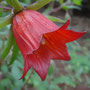 Canarina canariensis