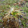 Luzula confusa