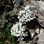 Androsace sp.