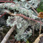 Cladonia pyxidata