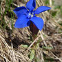 Gentiana verna