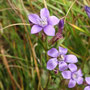 Gentianella caucasea